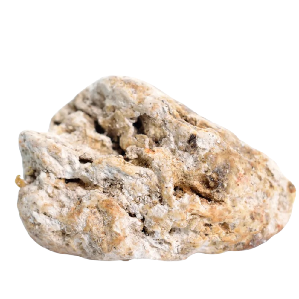 Pacific ambergris