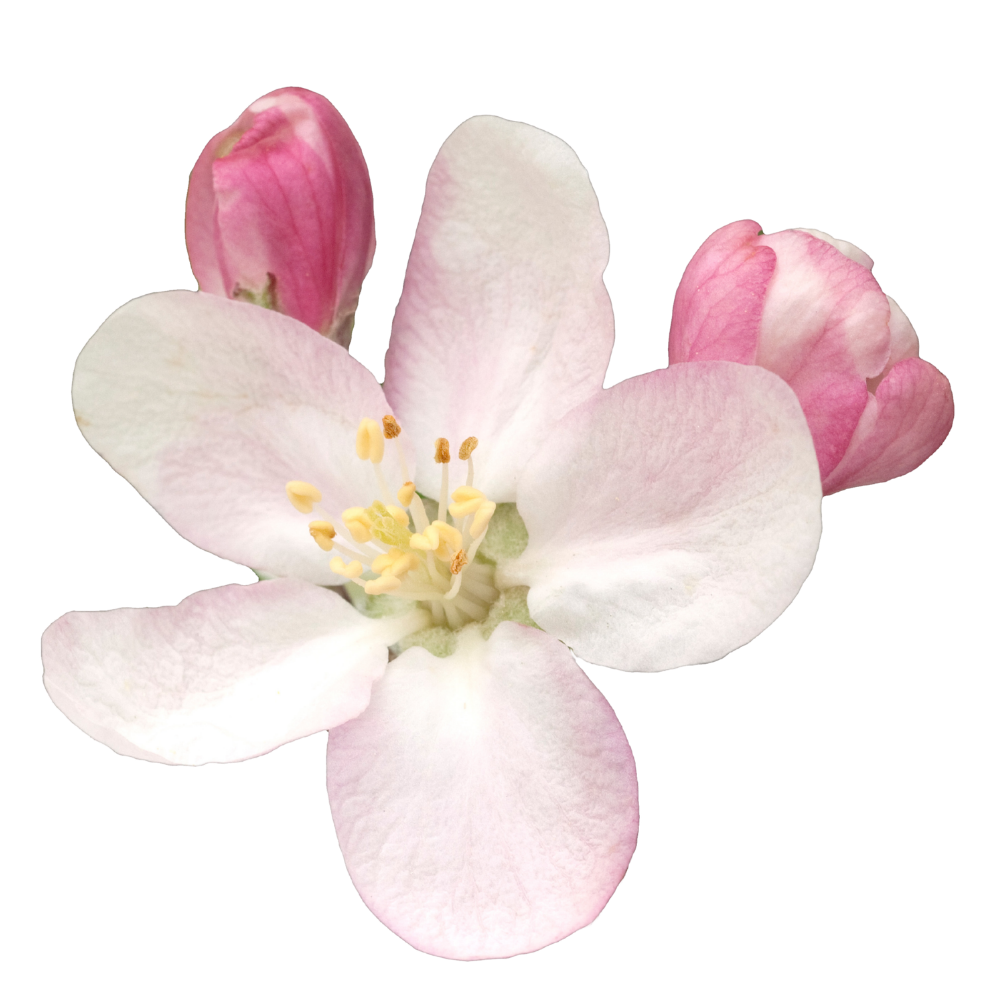 Apple blossom