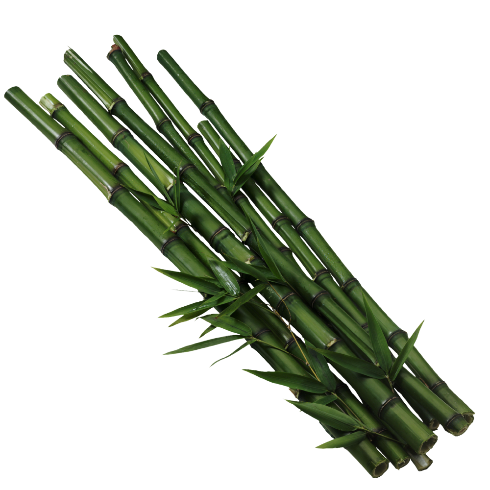 bamboo