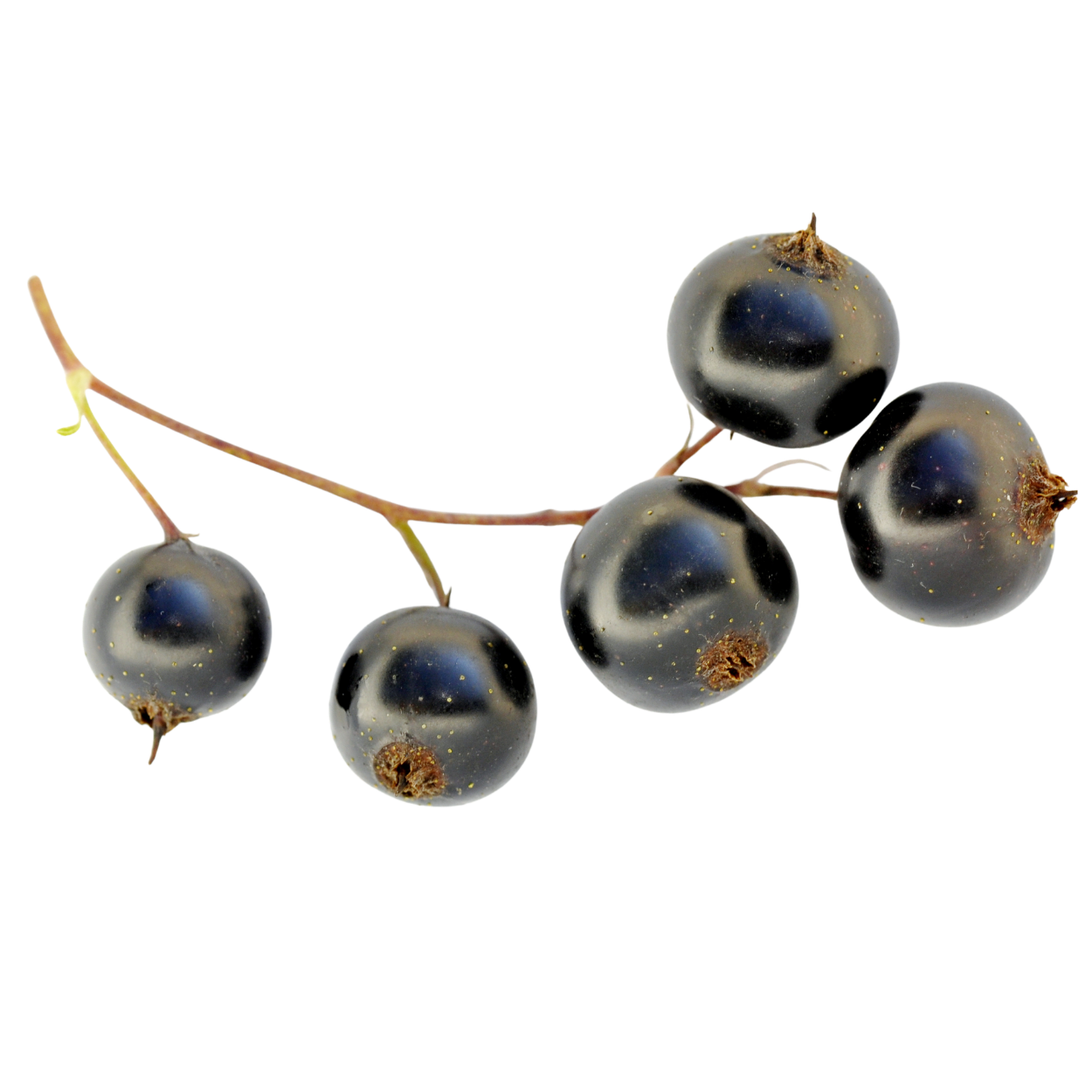 Blackcurrant Bud