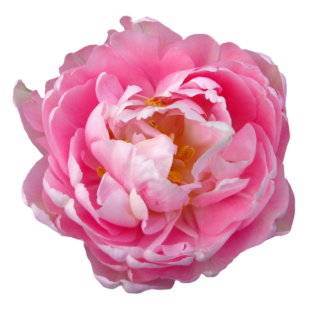 Bulgarian Rose