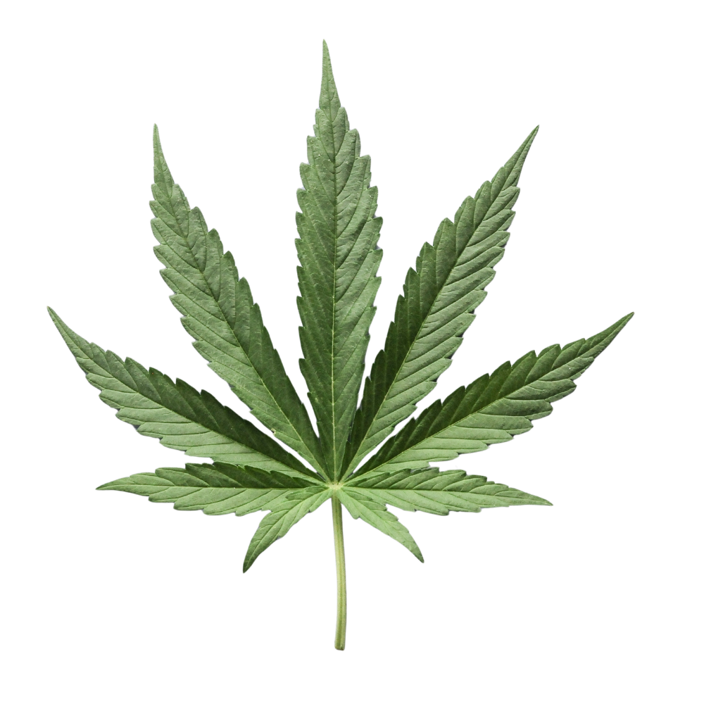 Cannabis