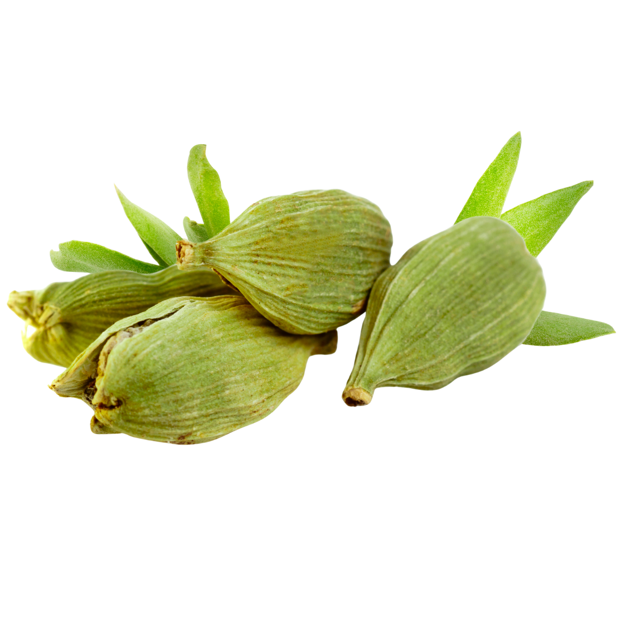 Cardamom