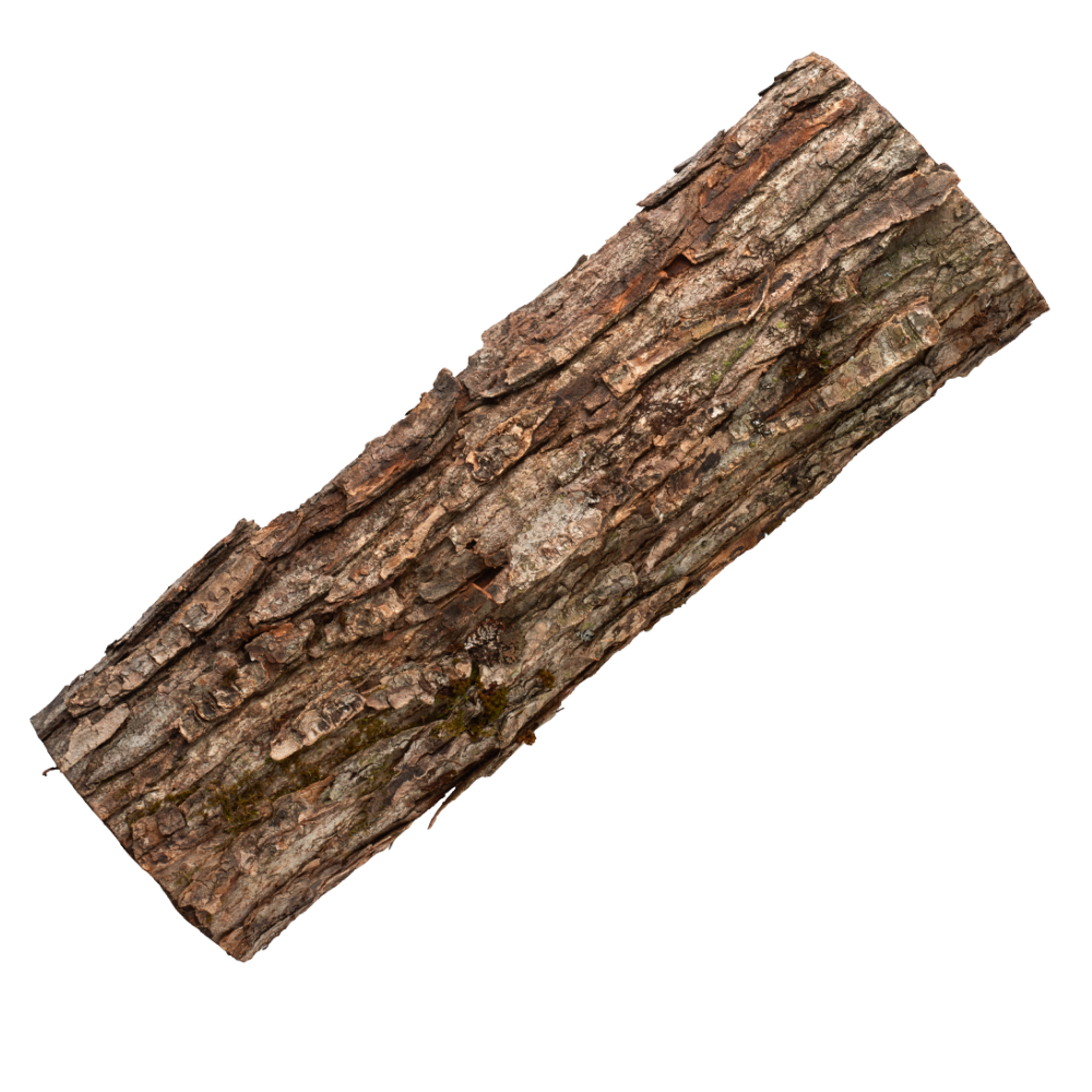 Cedar