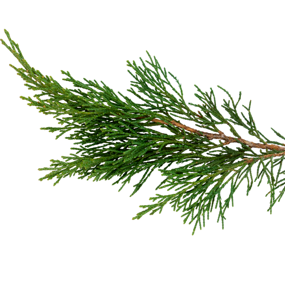 Cypress