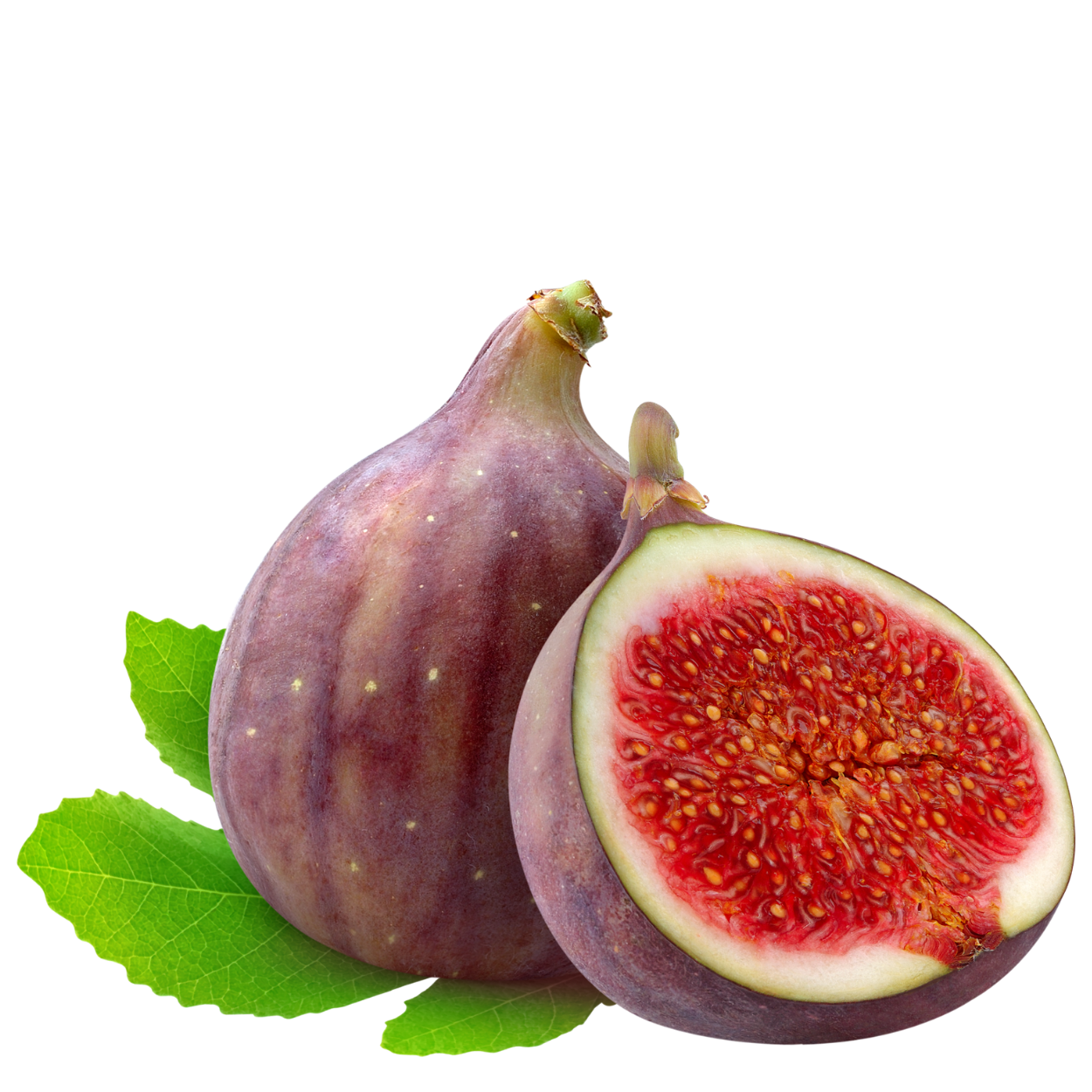 fig leaf