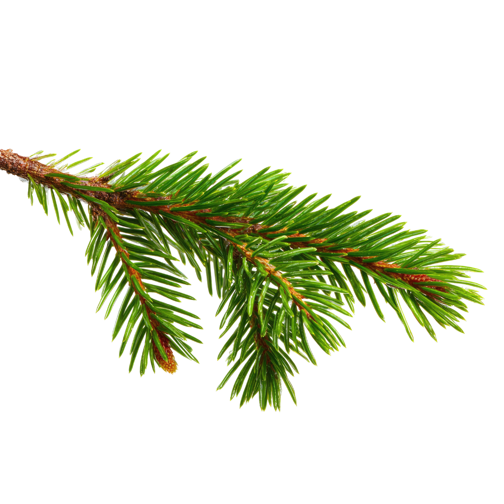 fir