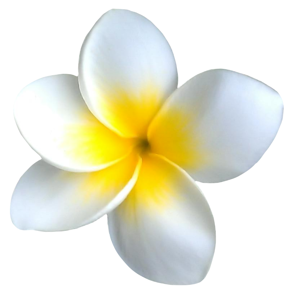 frangipani