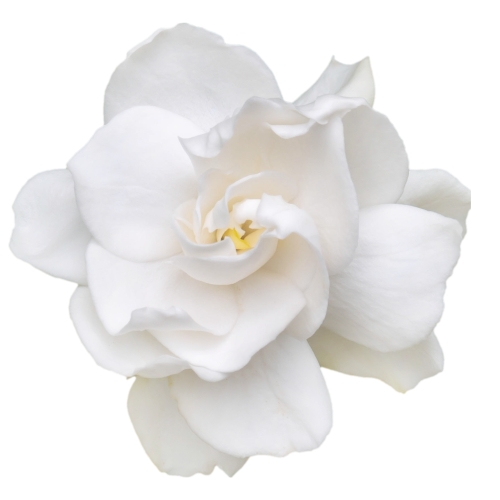 gardenia