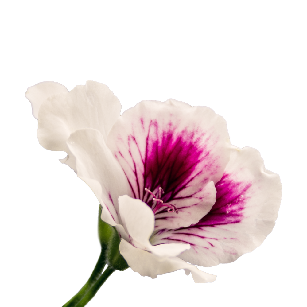 Geranium