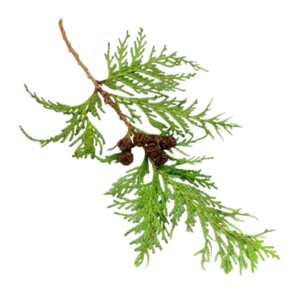 Hinoki