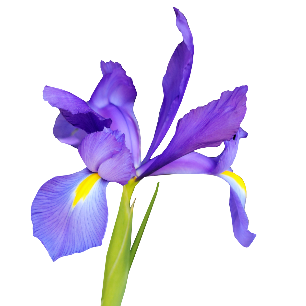 Iris