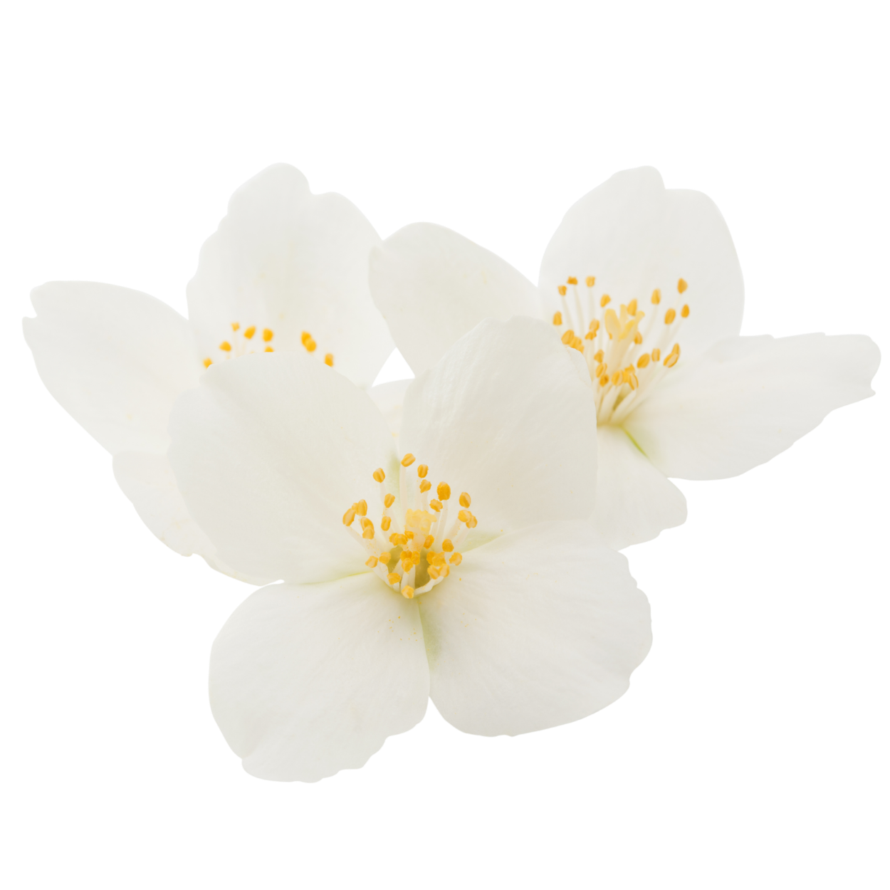 Jasmine