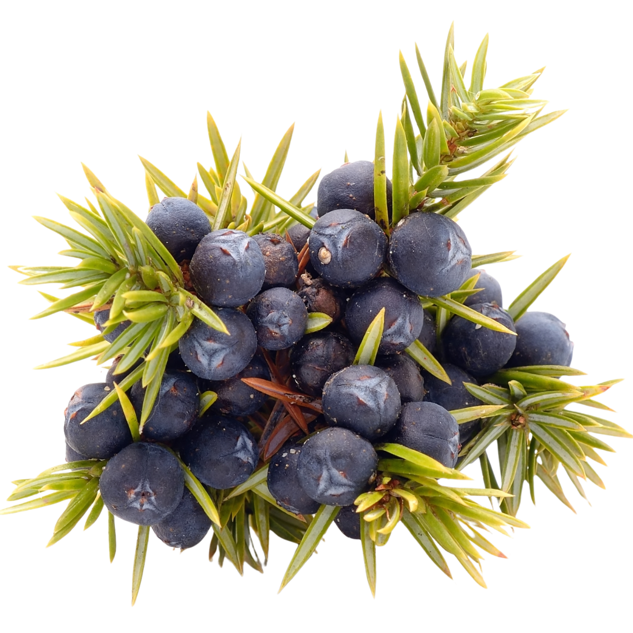 juniper berry