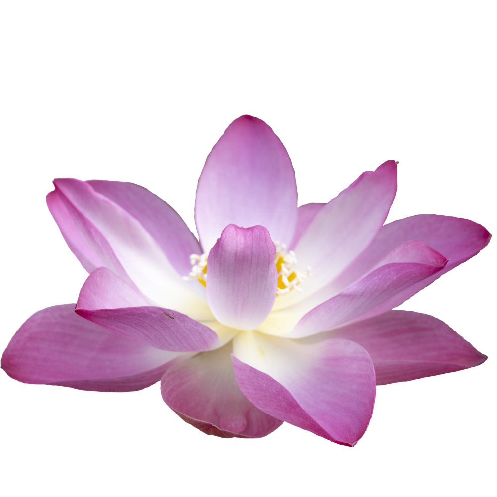 white lotus