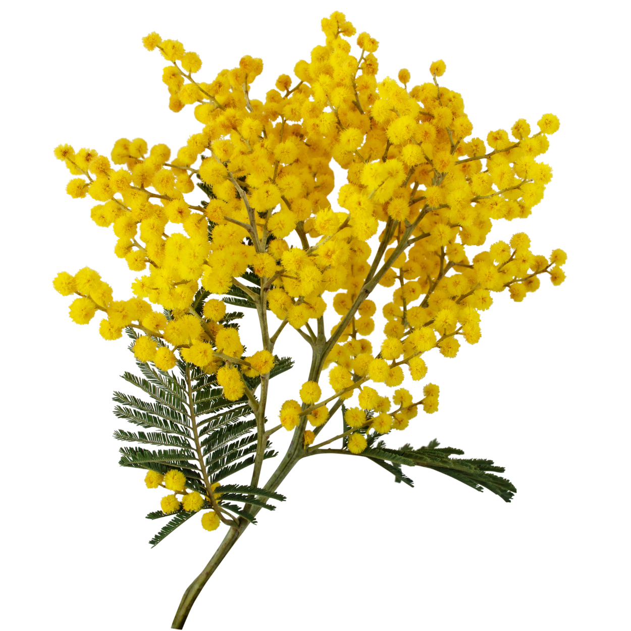 Mimosa