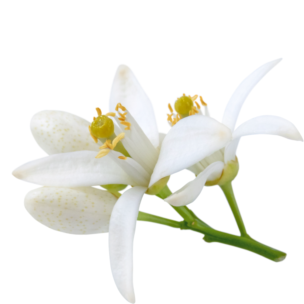 neroli blossom