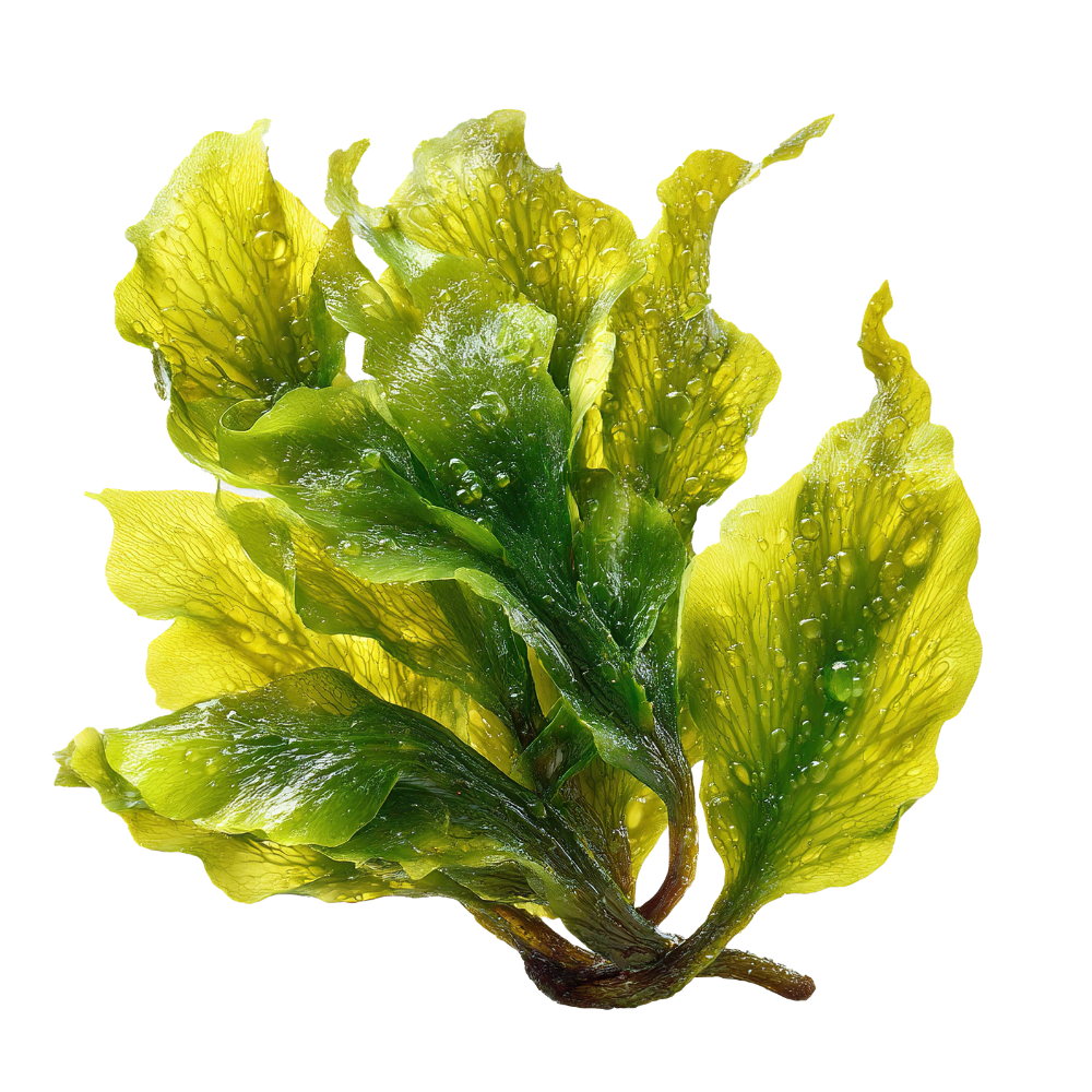 seaweed