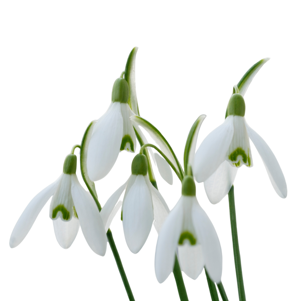 Snowdrops