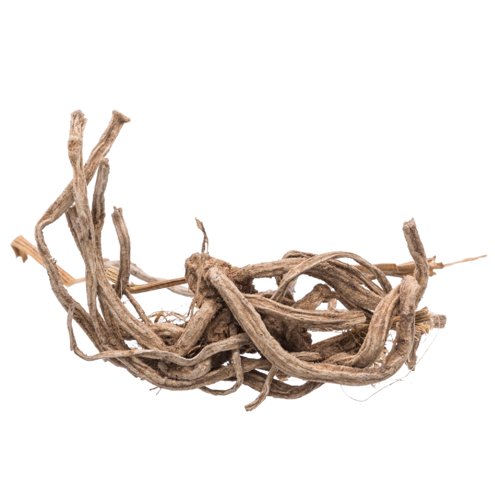 Vetiver