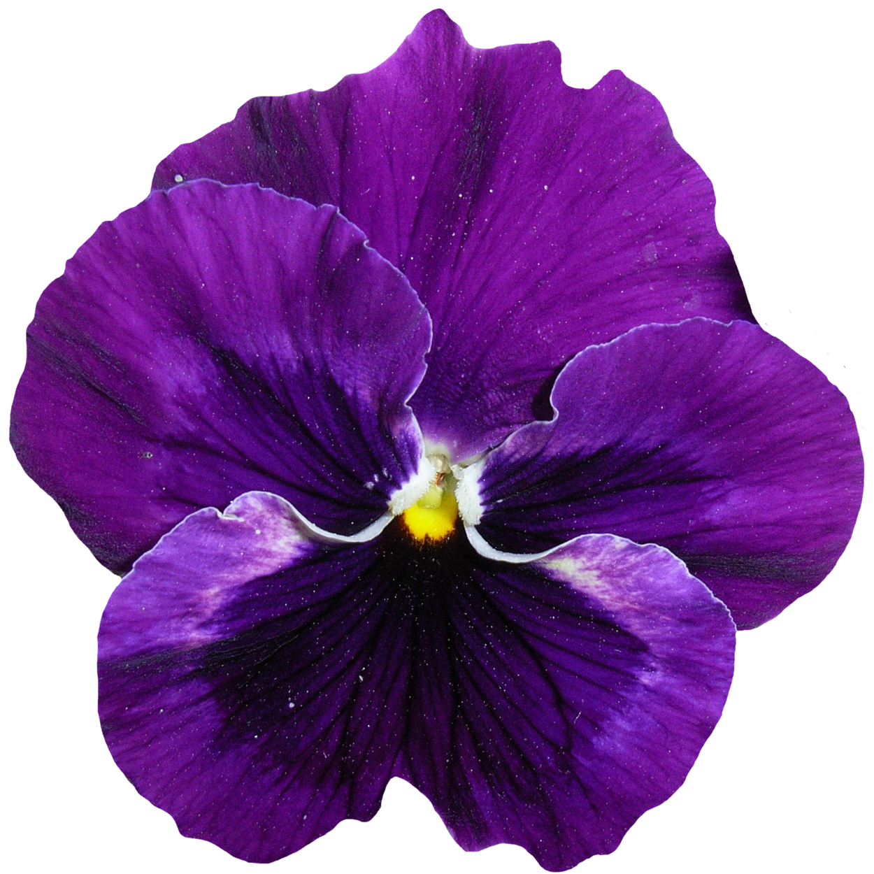 Violet Leaf