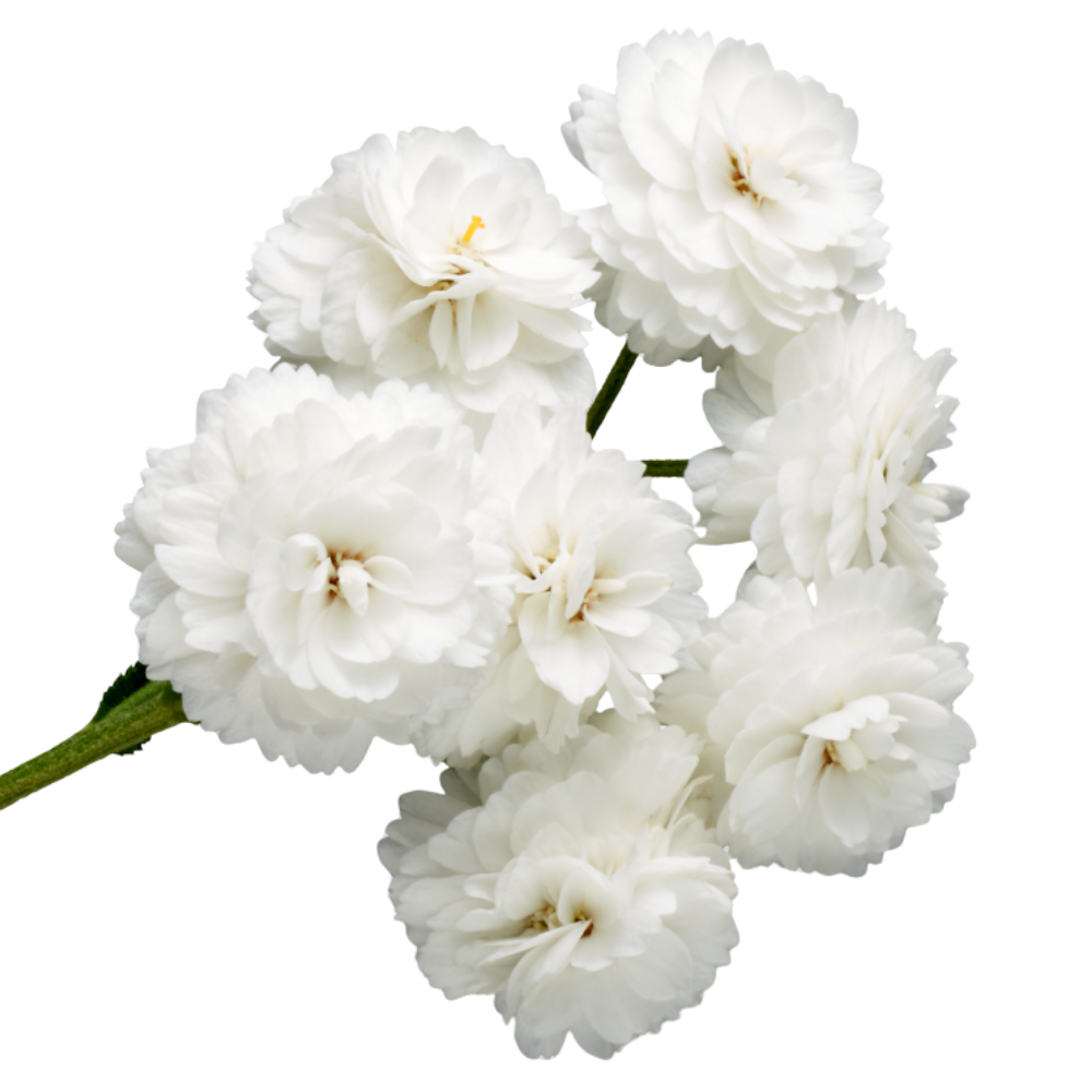 White Floral Bouquet