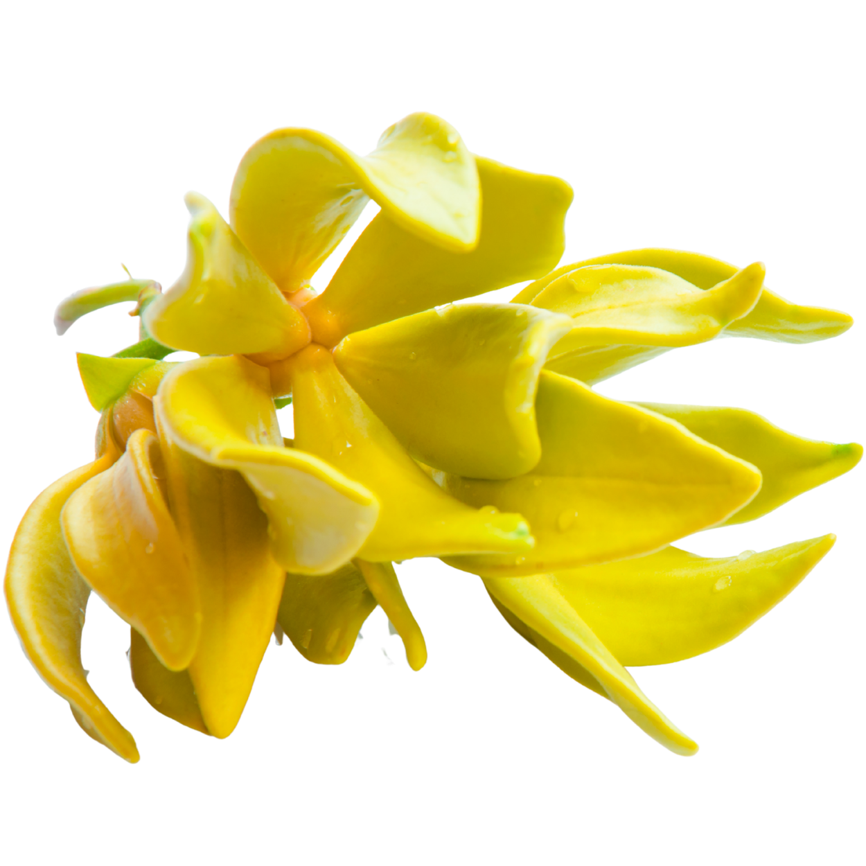 Ylang-Ylang